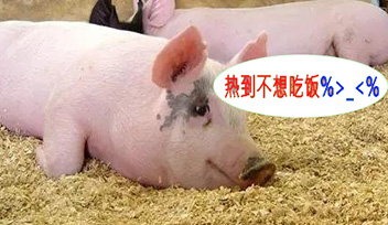 夏季豬群不吃食，找到根本原因才能輕松應對！