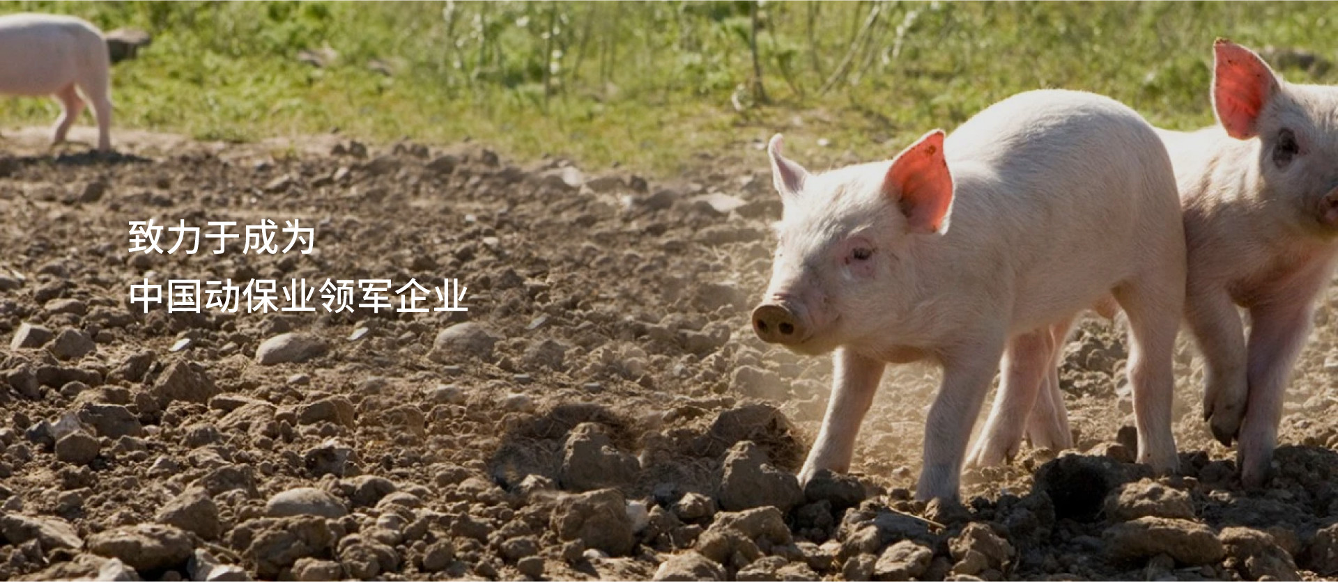 寧波科瑞特動物藥業(yè)有限公司